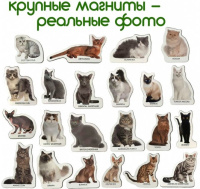 Набір магнітів Magdum "Породи кішок" ML4031-13 EN